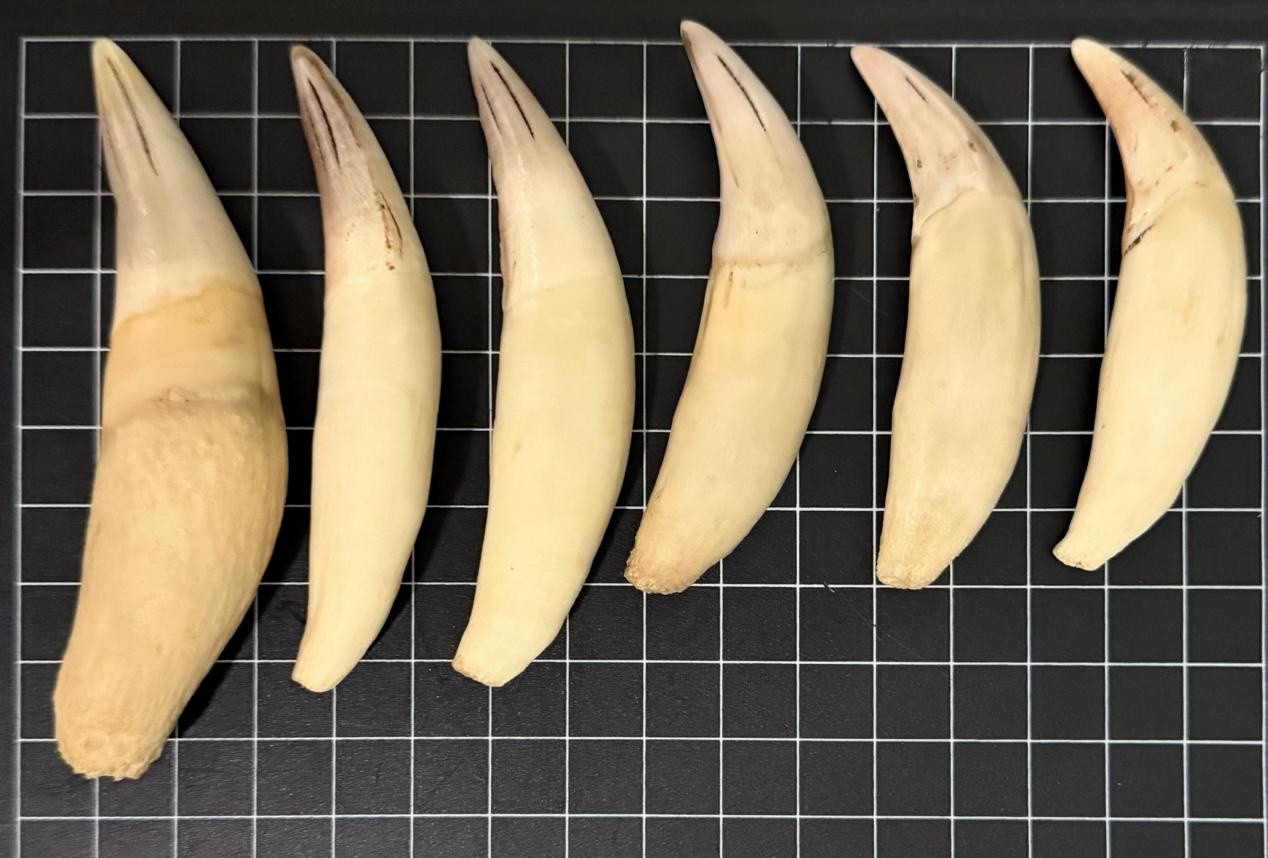 北京海关惊现6件豹牙制品！濒危物种走私案曝光