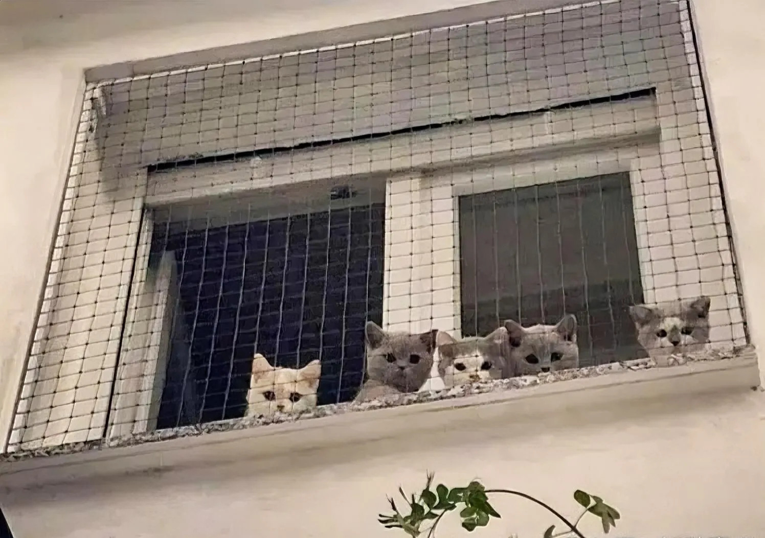 在小区院内散步的时候，猛然一抬头看到一家阳台上竟然养了几只猫猫，不过他家的阳台是