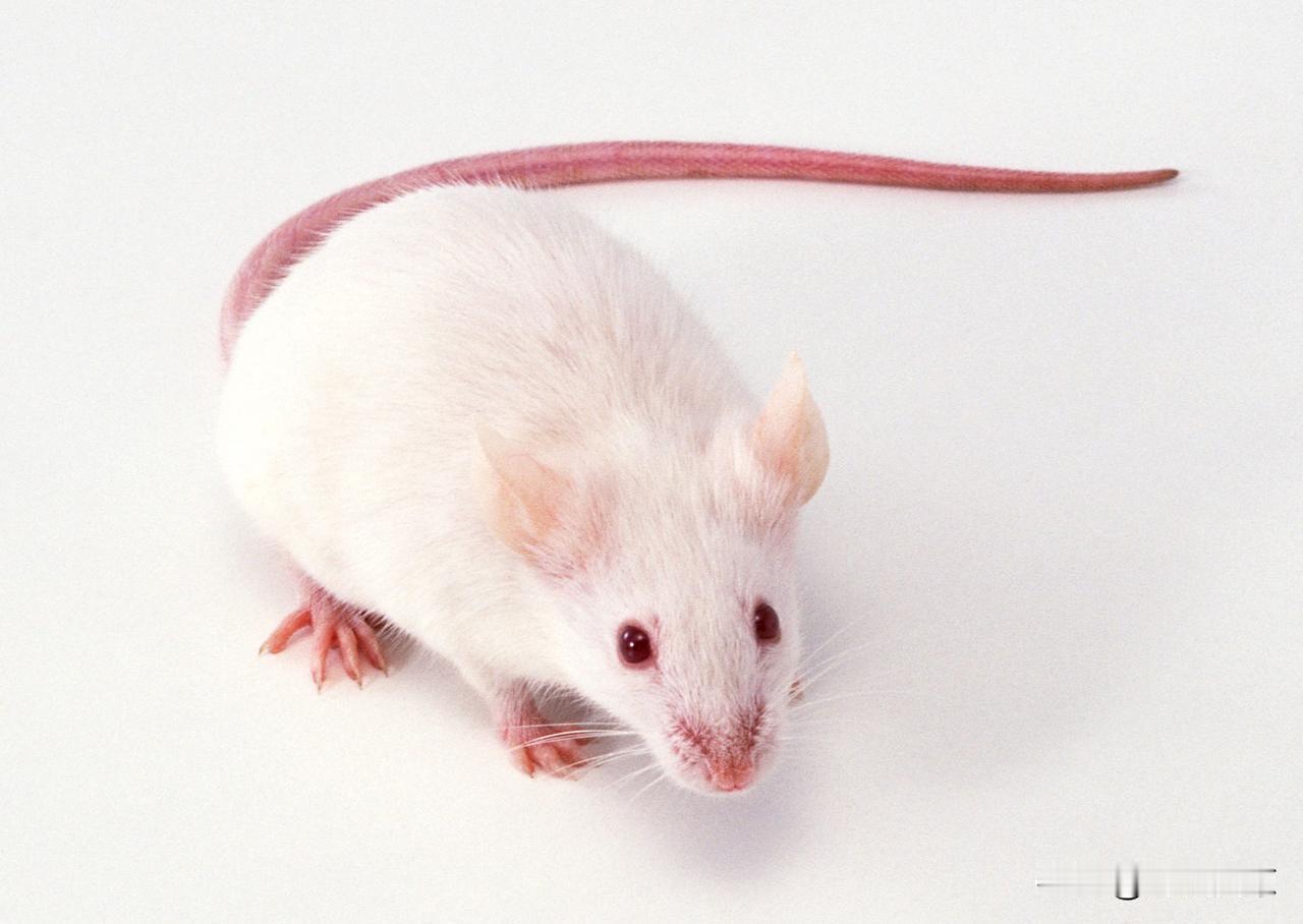 生肖鼠最喜欢做什么很多人都说生肖鼠聪明机敏、心思细腻看似安静内敛