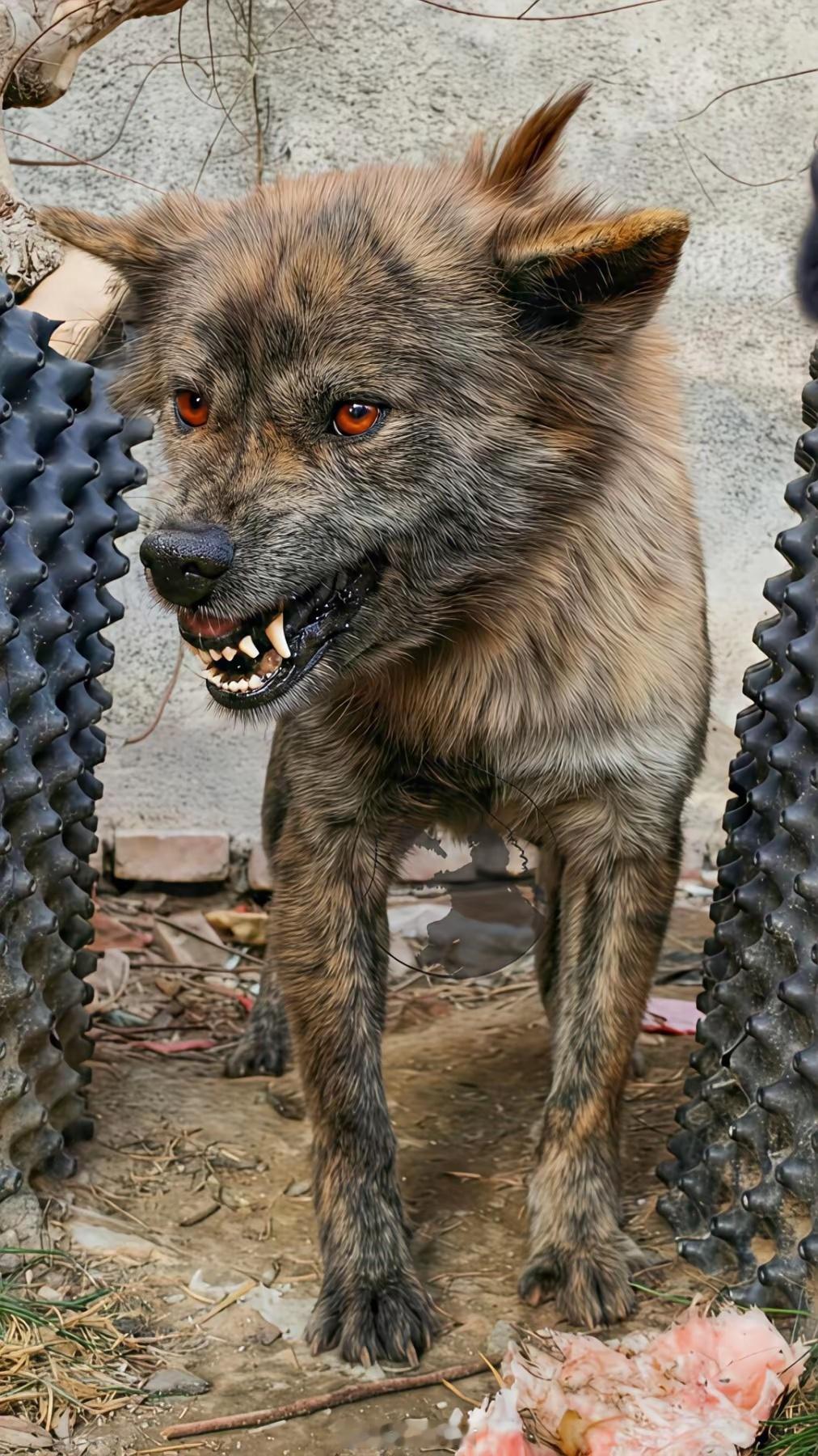 家里来了一位不速之客，这只狗狗是狼吗？长的好凶啊！