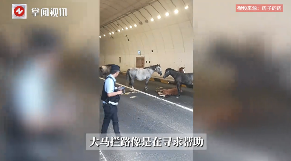 “万物皆有灵！”7月20日，河北张家口，一女子开车过隧道时，却被5匹马堵路，害的