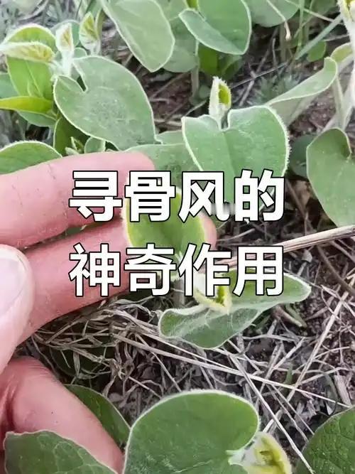🔴土鳖虫与寻骨风，经典药对：1.单药核心功效土鳖虫‌：味咸性寒，归肝经，
