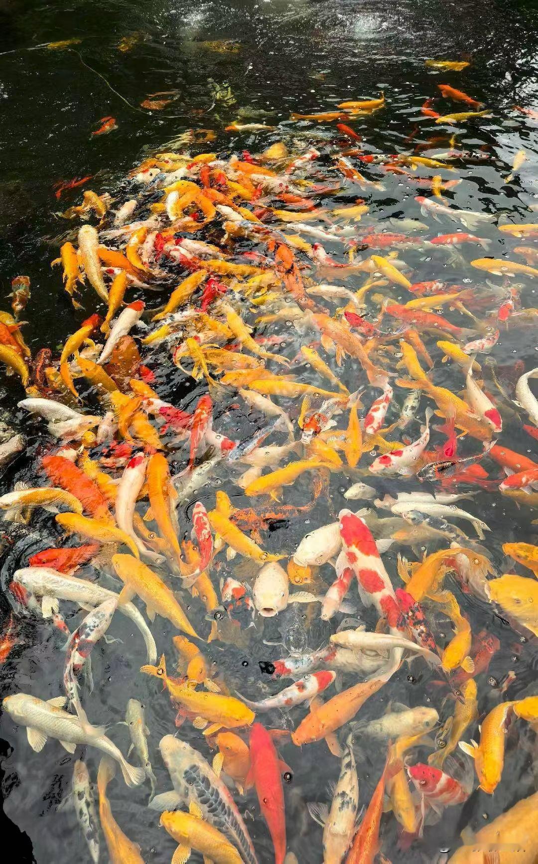 今天初一，菩萨保佑🙏进去求财，跪下求安