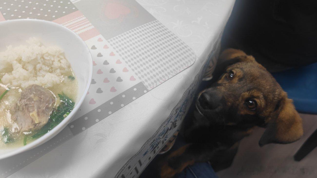 烦死了，一到吃饭的时候，一桌人，就扒拉我，我裤子都快挠破好几条了。车座子一样的狗