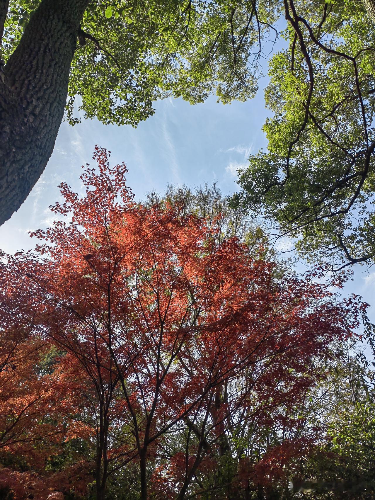 家乡的枫叶红了，满山遍野红彤彤的，惊艳了冬天，美丽了心情。