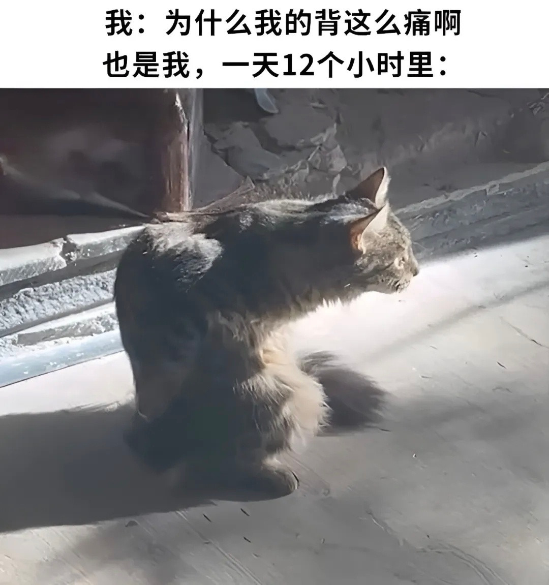 我是不会停止收集这种猫meme的​​​