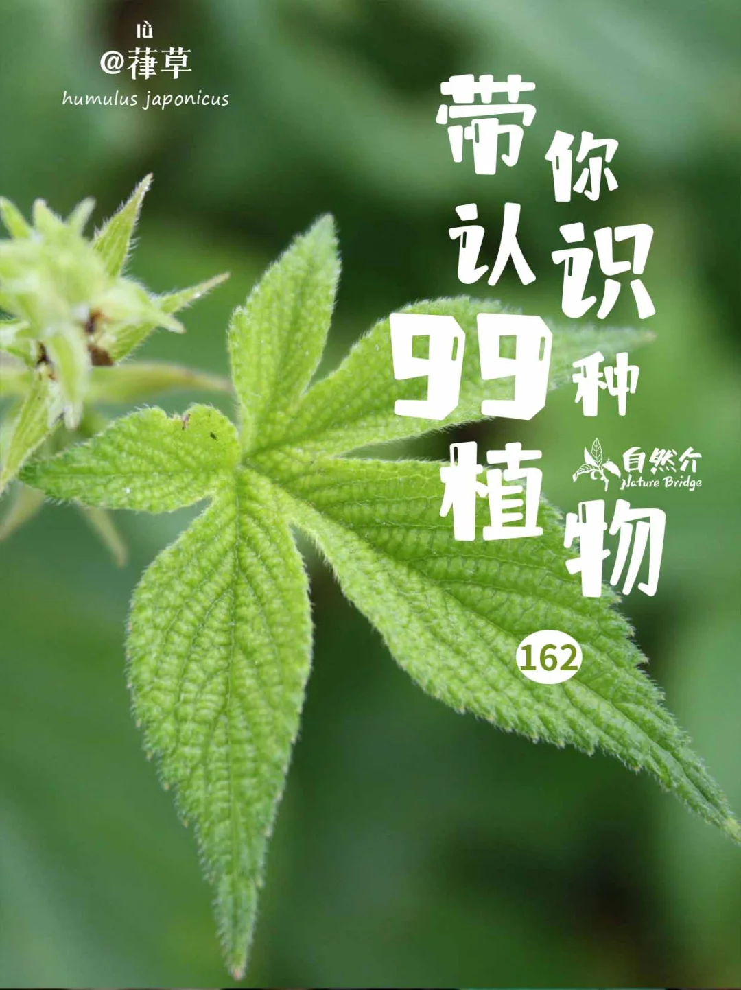带你认识99种植物