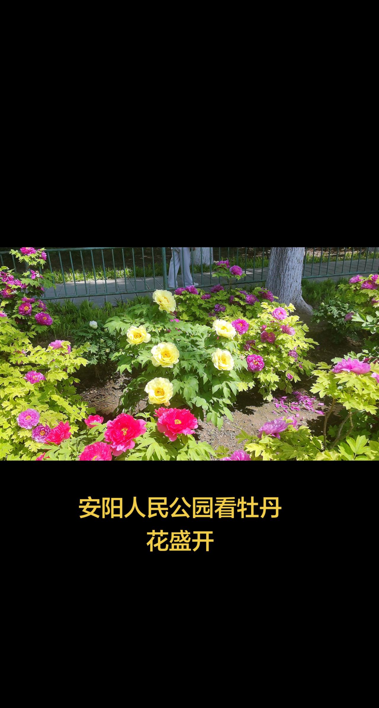 安阳人民公园牡丹花盛开市民家门口就可以欣赏春日正好，安阳人民公园的牡丹花迎