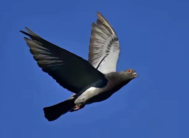 1977年，罗布泊一次核试验中，我国放飞50只军鸽，结果只回来45只。科研人员不