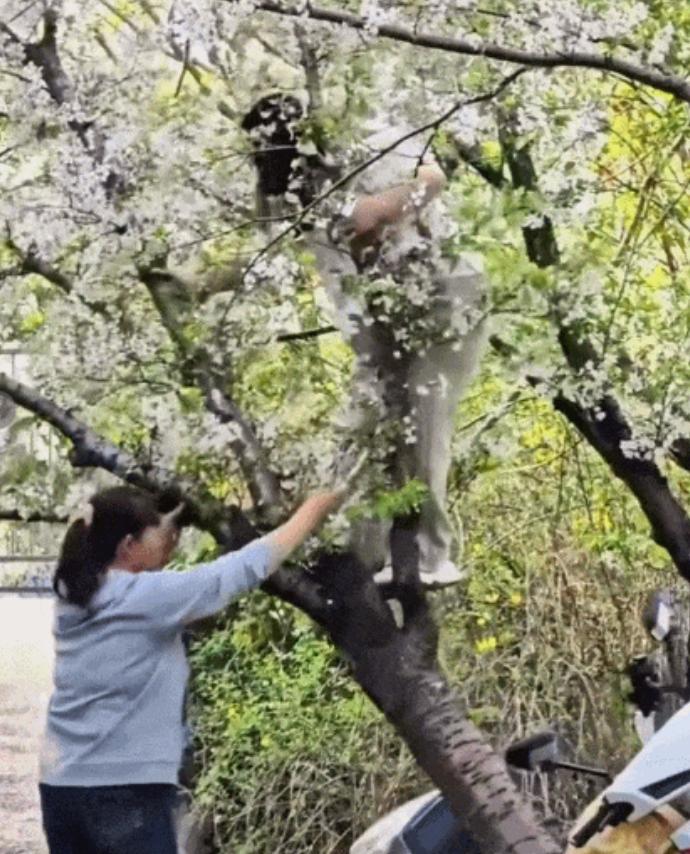 上海一公园内女子爬树拍照，20年树龄樱花树被连根压倒！经多部门联合查找约谈，当事