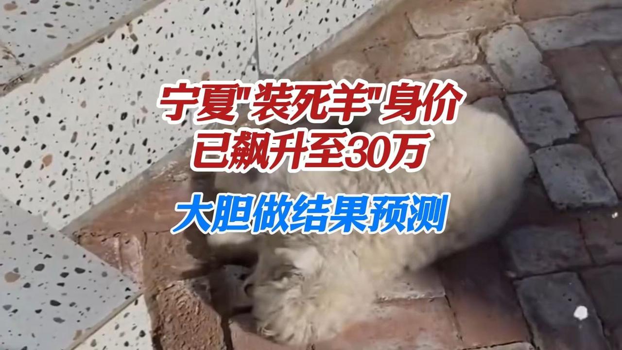 宁夏“装死羊”身价已飙升至30万谁能想到，一只出生仅10天的小羊羔，凭“碰瓷