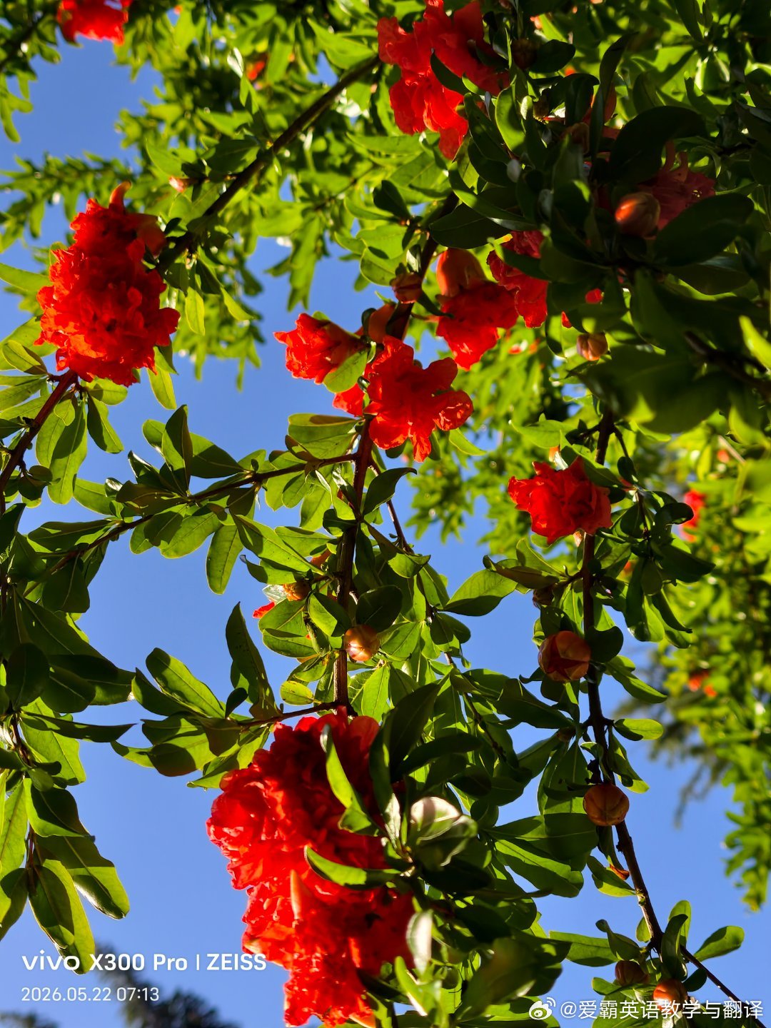 初夏，邂逅满树火红繁花，静享初夏悠然好时光。