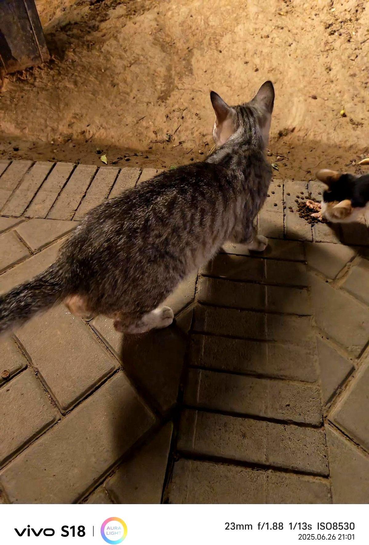 昨晚上去喂小三花猫，突然出现了好几只流浪猫，有一个梨花猫一直跟着我，很粘人！
