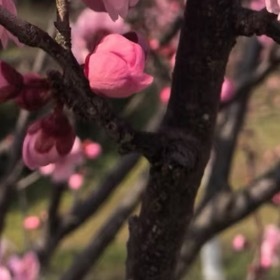 梅花种植方法：1.阳光充足：梅花喜欢温暖、阳光充足的环境，在栽培植株时，可以将