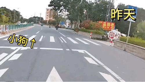 这应该不是昨天的小狗，昨天的小狗没有那么扁[无奈吐舌]
