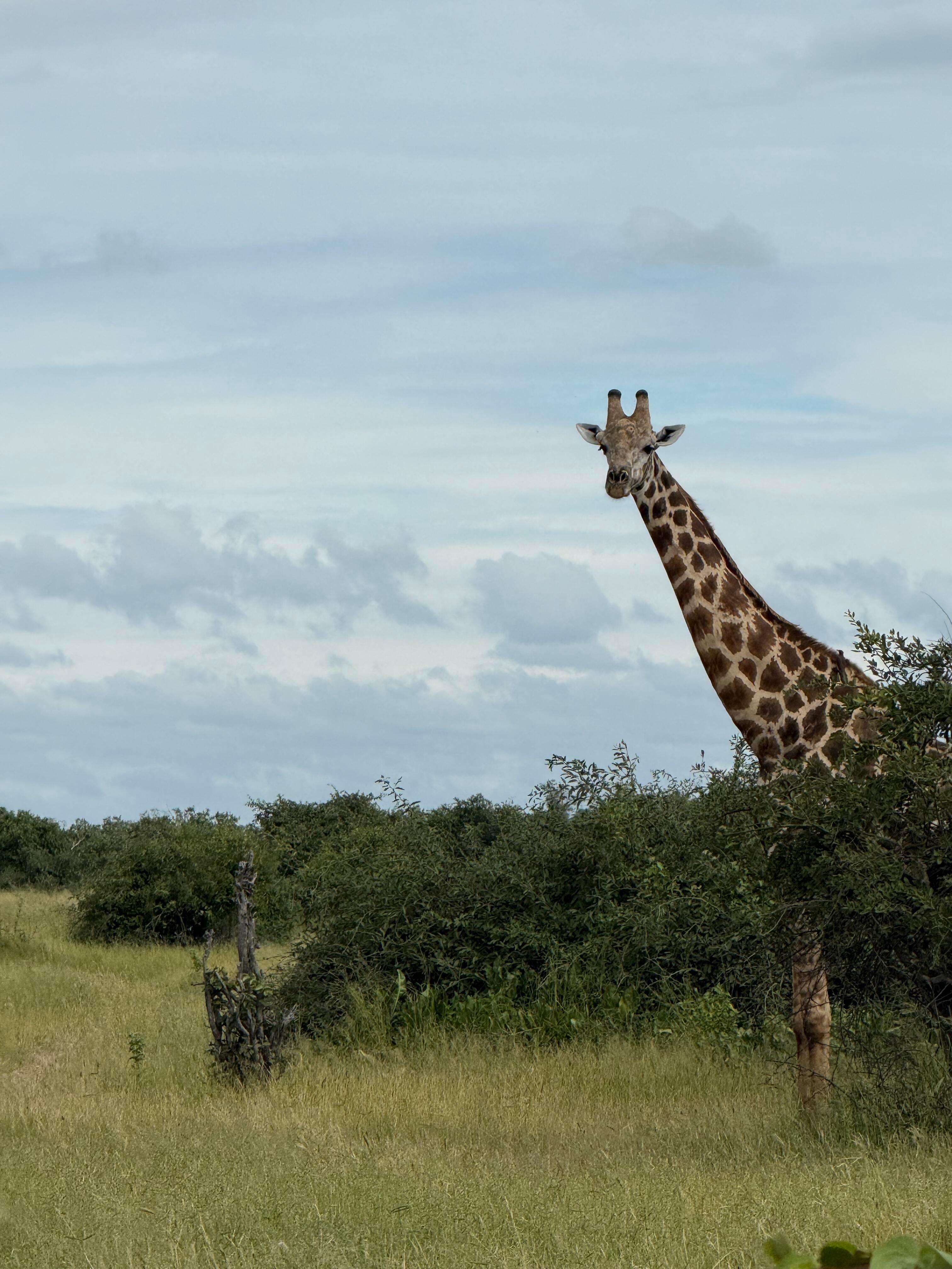偶遇黄轩与女友在南非旅游原来黄轩的春节在南非过！有网友晒出在乔贝国家公园偶遇他