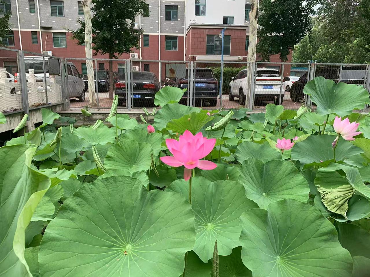 这里的荷花已开放，又到了荷花竟开的时候了，这是楼下小区内荷花池。