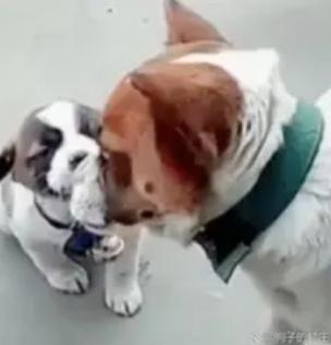 狗狗被骂后带娃“离家出走”，网友笑翻：这哪是狗，分明是带娃赌气的宝妈！“气