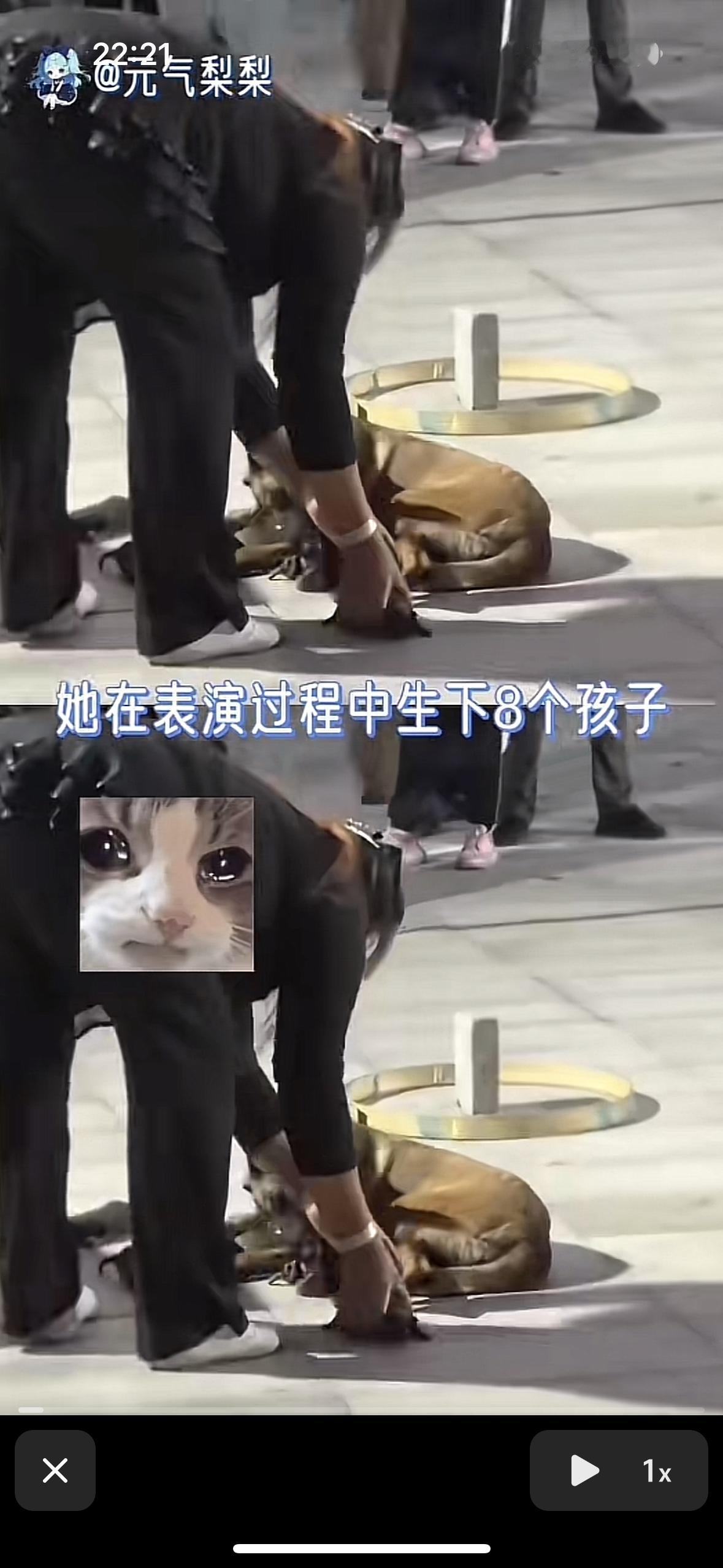 人有的时候真不如动物看哭了！太残忍了，马犬狗妈妈在表演过程中宫缩，忍痛生下了8