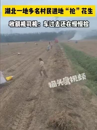 湖北荆门，一个花生地，旁边围着一群老人，刚开始收完一块地花生，老人们还没有行动，