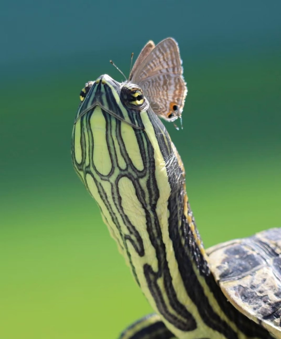 停机坪，蝴蝶:给你戴个发卡，感谢我吧，你会非常招人类喜欢的