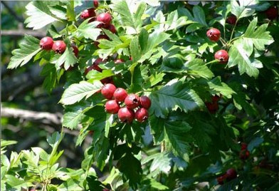 伊春的野河鲜 野山菜!