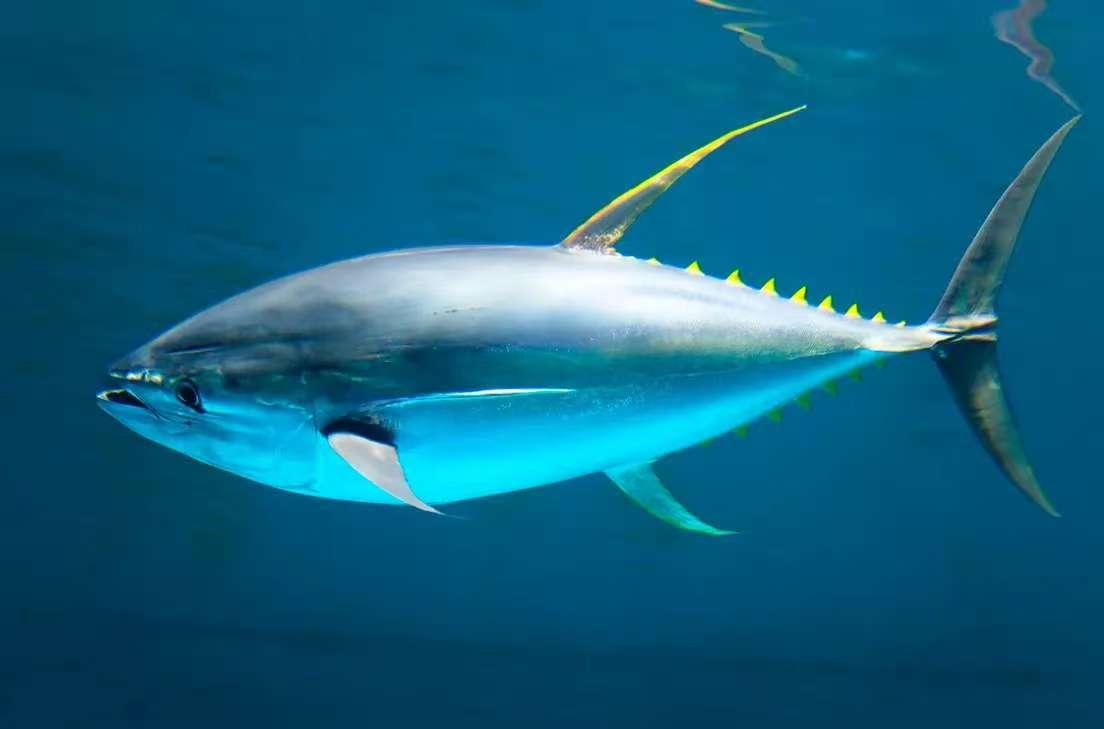 金枪鱼一生都在游泳，1小时狂飙80公里，不是它勤快，是因为它一停下来，哪怕游慢一