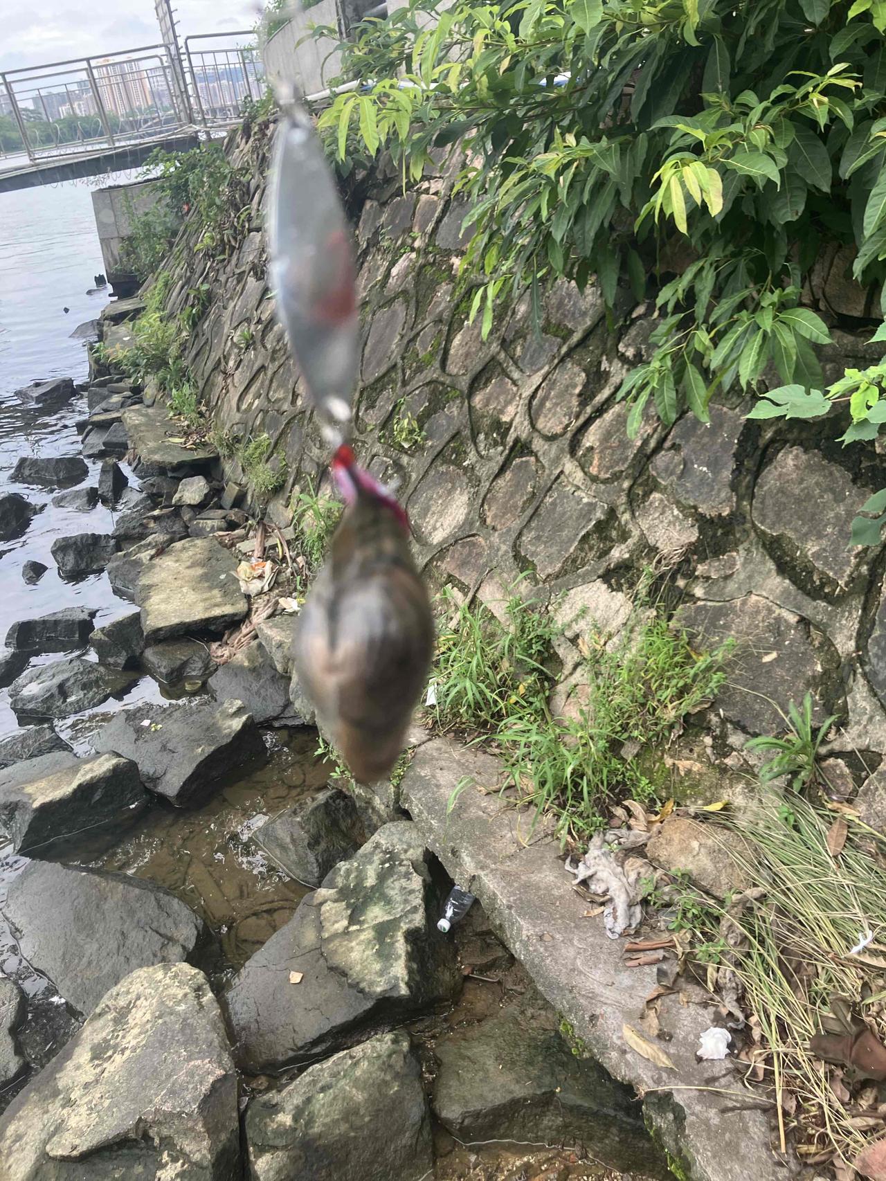 我是来钓鱼的，不是来钓蚌的