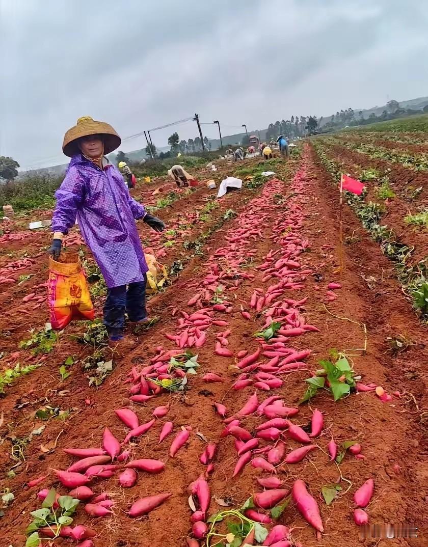 “毒红薯”为什么又是农民？大家可还记得，十八年前的三鹿毒奶粉事件，其始作俑者叫
