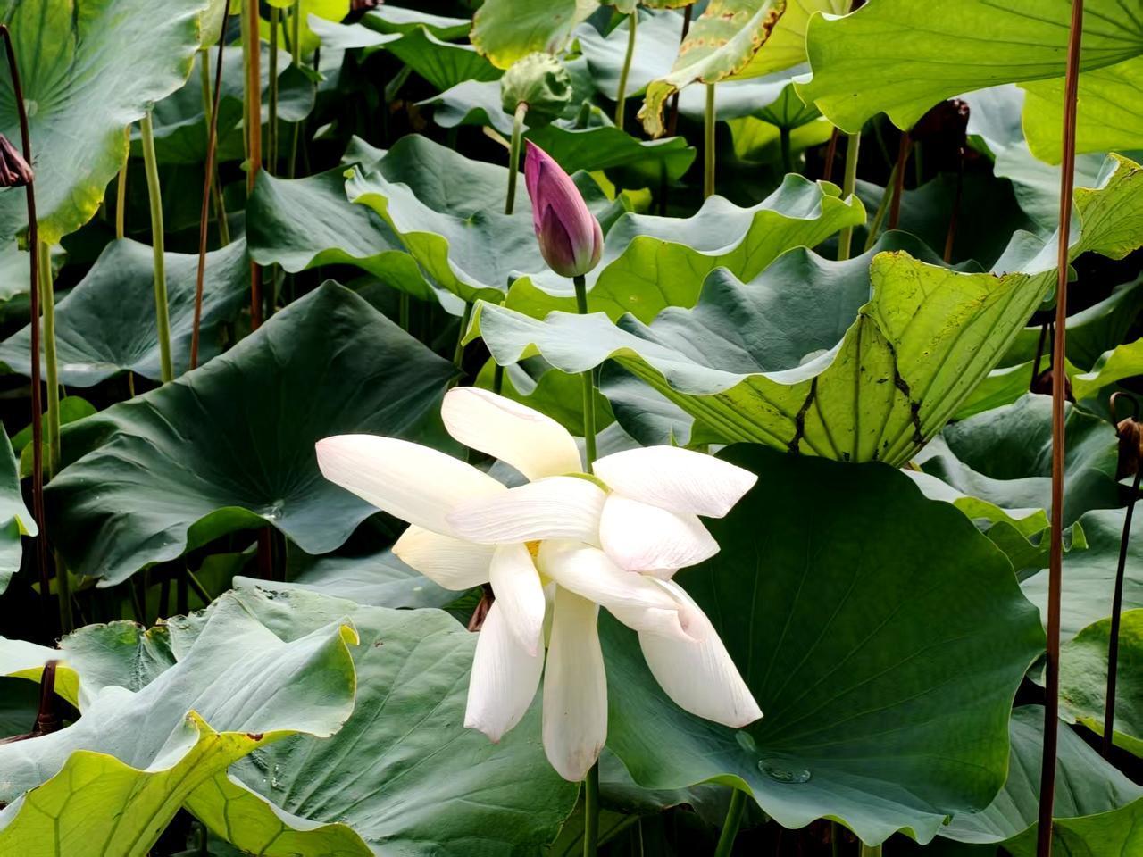 莲花池公园，是北京市一级古遗址公园，已有3000多年历史。自古就是避暑和赏荷的理