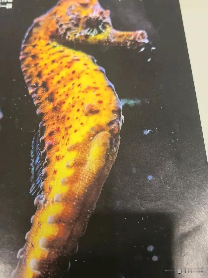 朋友从外地归来，给我捎来一包海产，说用来泡酒正好。包里躺着几十枚黑亮的小石板，还