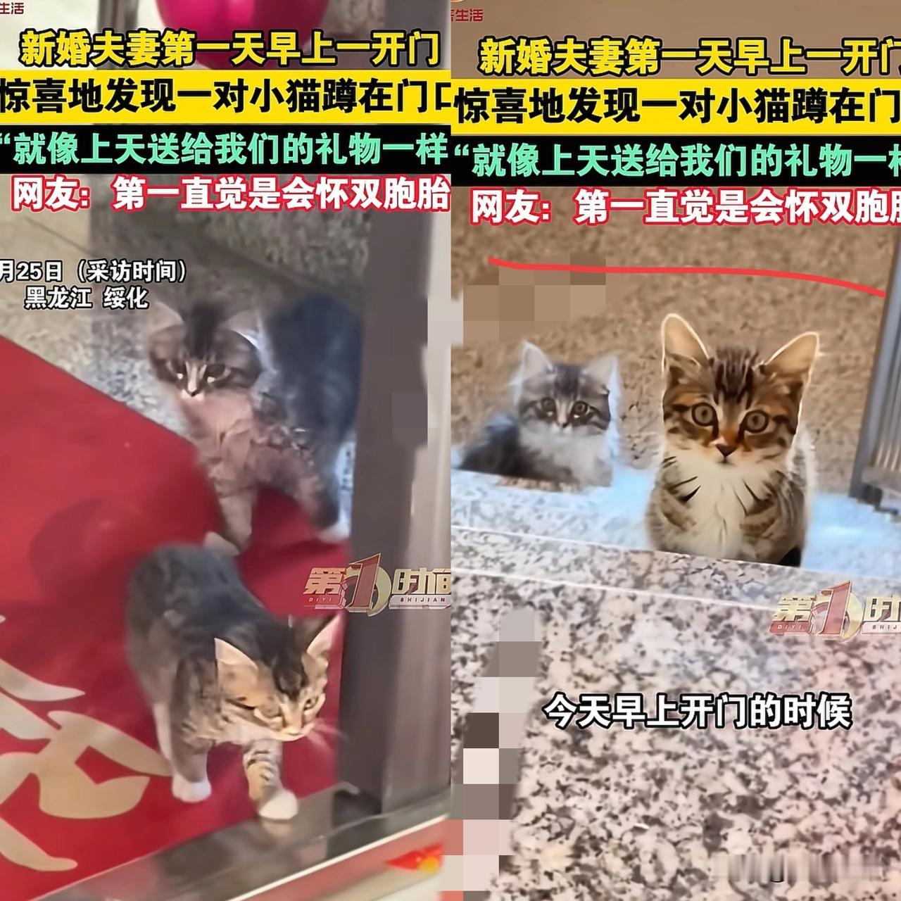 解释不清了！近日黑龙江，女子刚跟丈夫结婚，第二天开门时，两只小猫竟一路爬到十楼找