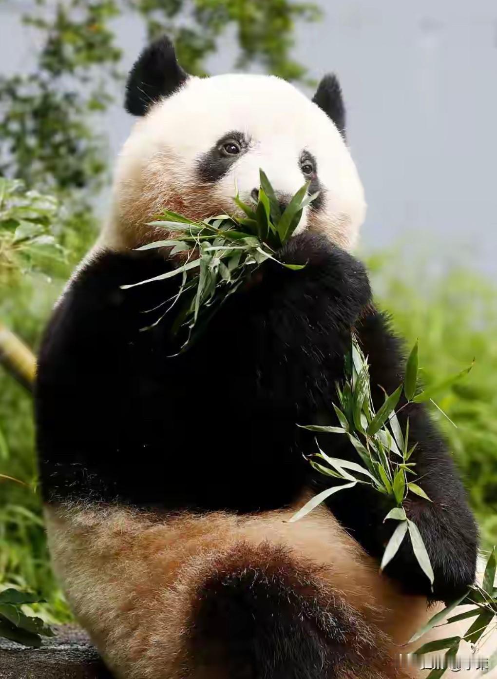 熊猫提前回家，日本迎来“无熊猫时代”，这波信号很清晰！🇨🇳就在昨天，一