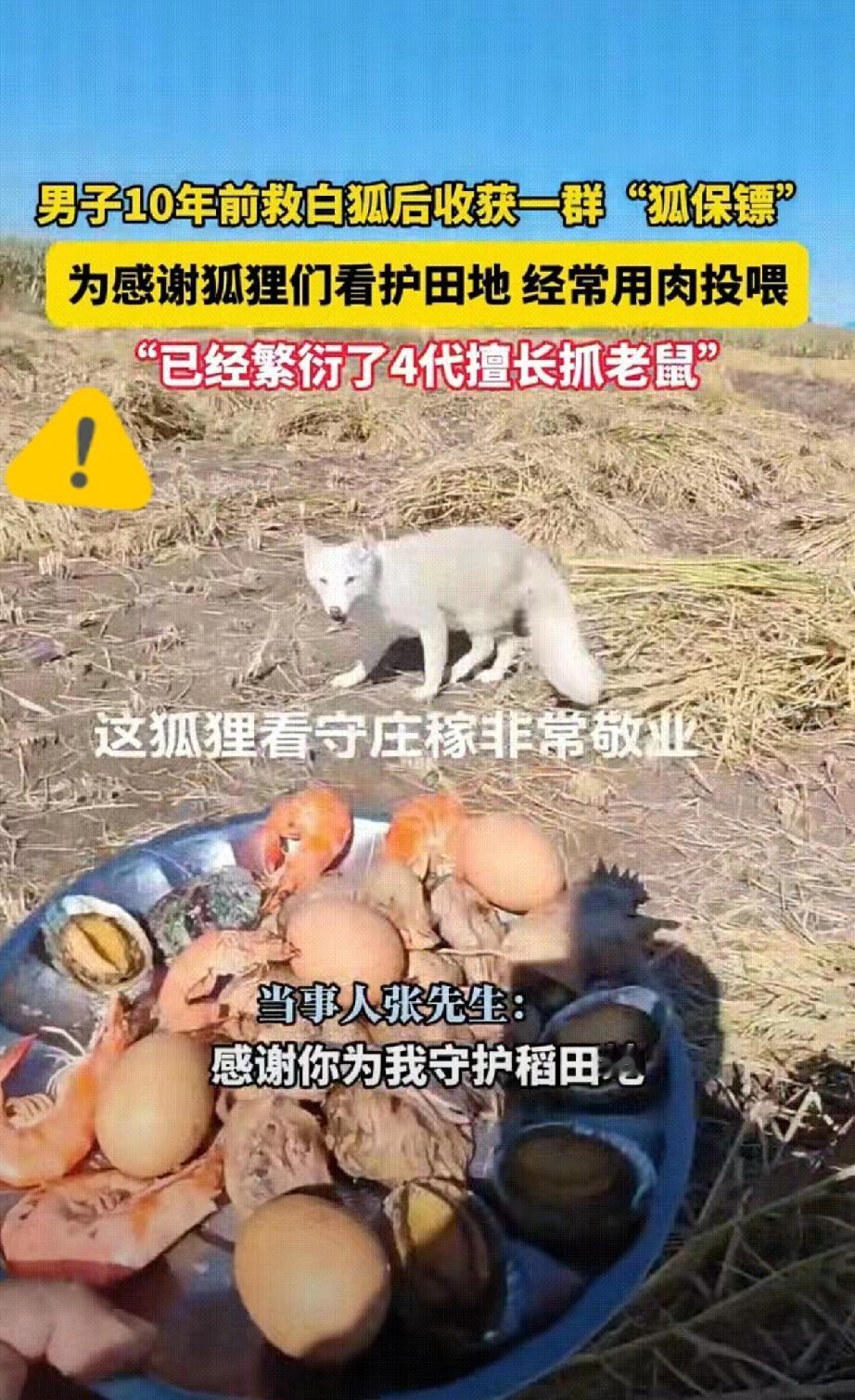 黑龙江男子救2只白狐,十年等来