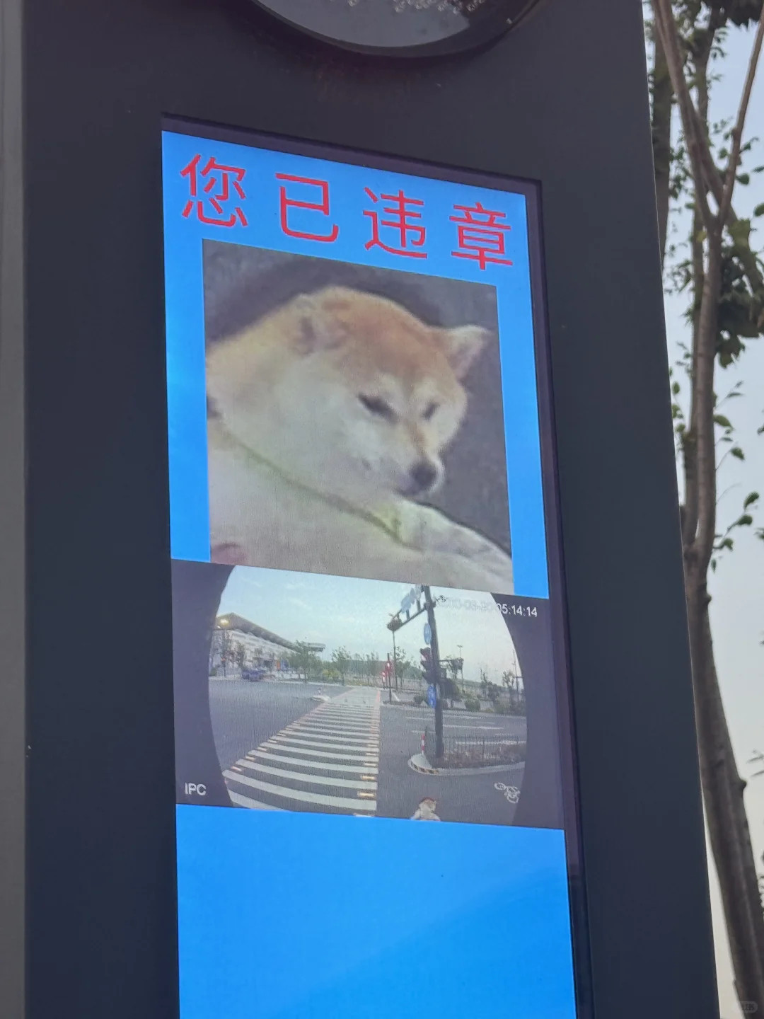 小狗违章了怎么办？这边建议送到我家管教管教[爱心]​​​