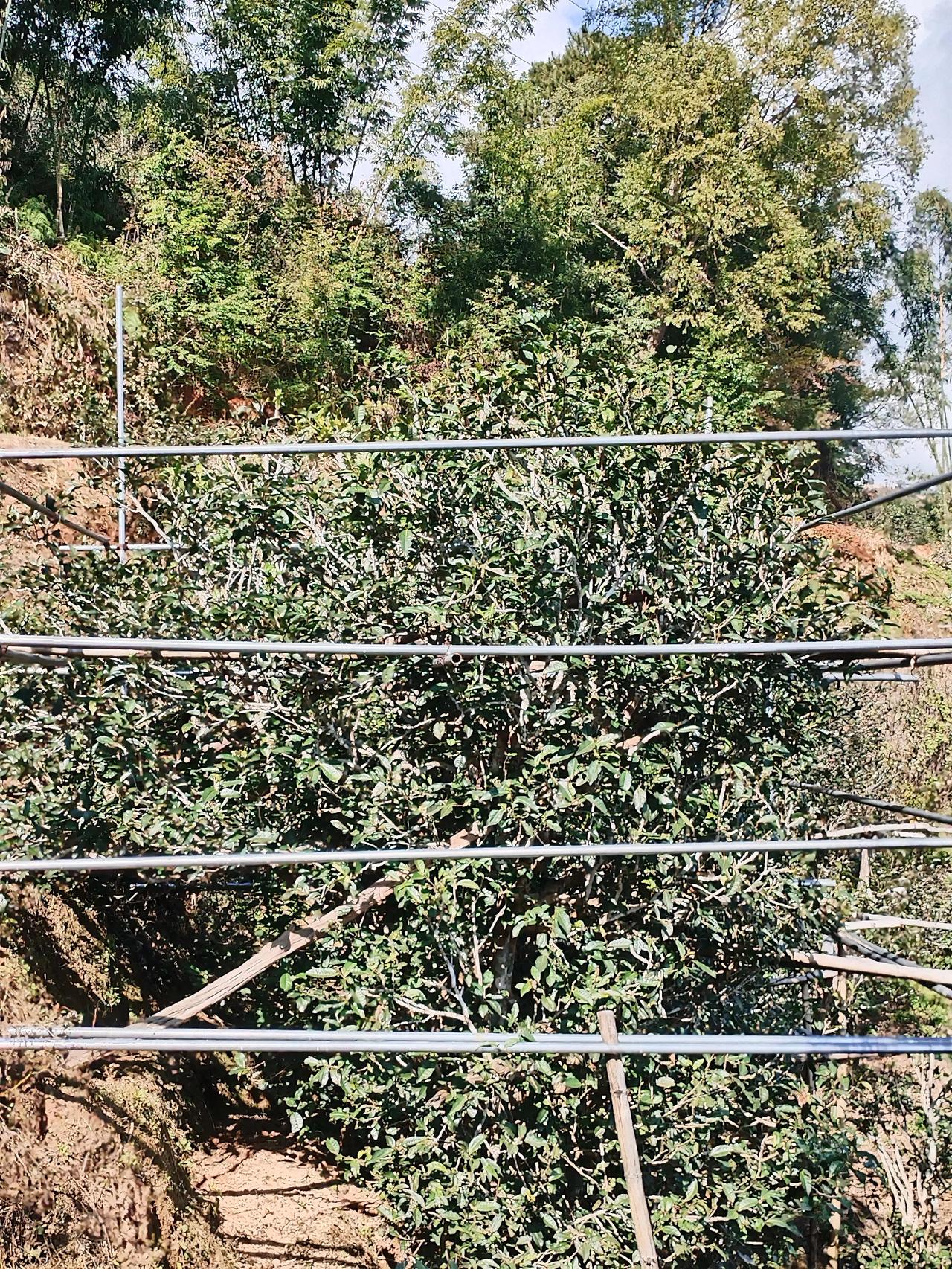 当滚烫的热水冲入茶杯，茶叶在水中翻滚、舒展，茶舍里瞬间弥漫出一股独特的茶香，那香