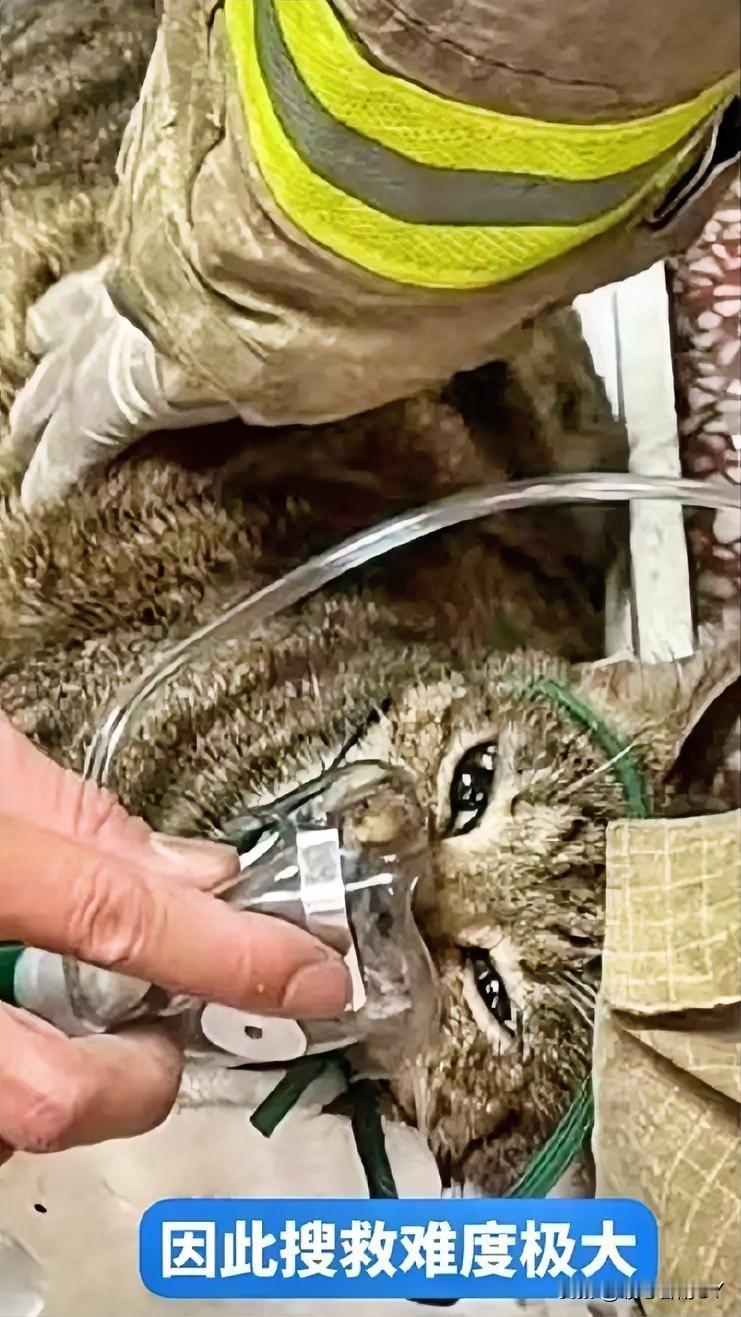 香港大埔宏福苑火海：消防员于能见度极低的火场中层层搜救，拼尽全力挽救生命。他