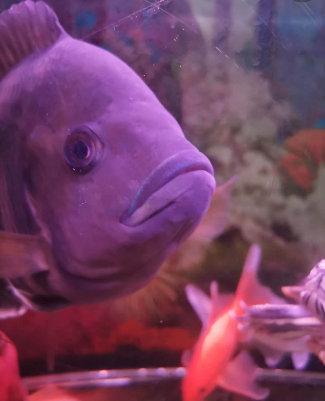 原来鱼的鼻子是用于嗅觉的