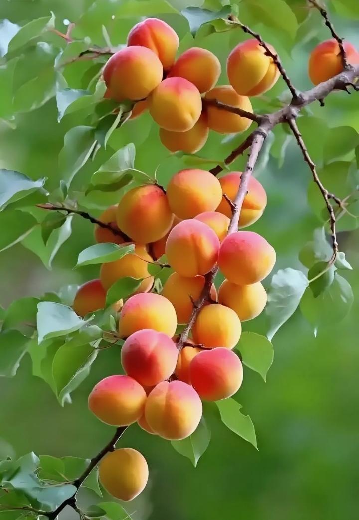 一半娇羞一半黄，恰似金玲叶里藏，路人止步抬头望，………？上联：阳光雨露