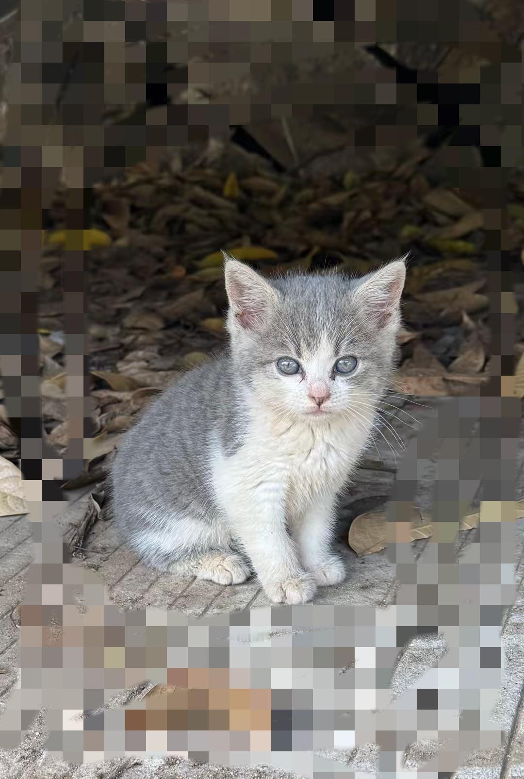 前几天捡的淘气泡面猫，嫌它闯祸送走，转头就在街角看见它缩成毛球讨食——这哪是偶遇