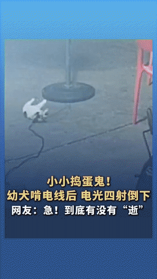 被监控拍下的一幕，哭笑不得！河南信阳，巴掌大的小奶狗，去咬电线瞬间嘴里冒出火花，