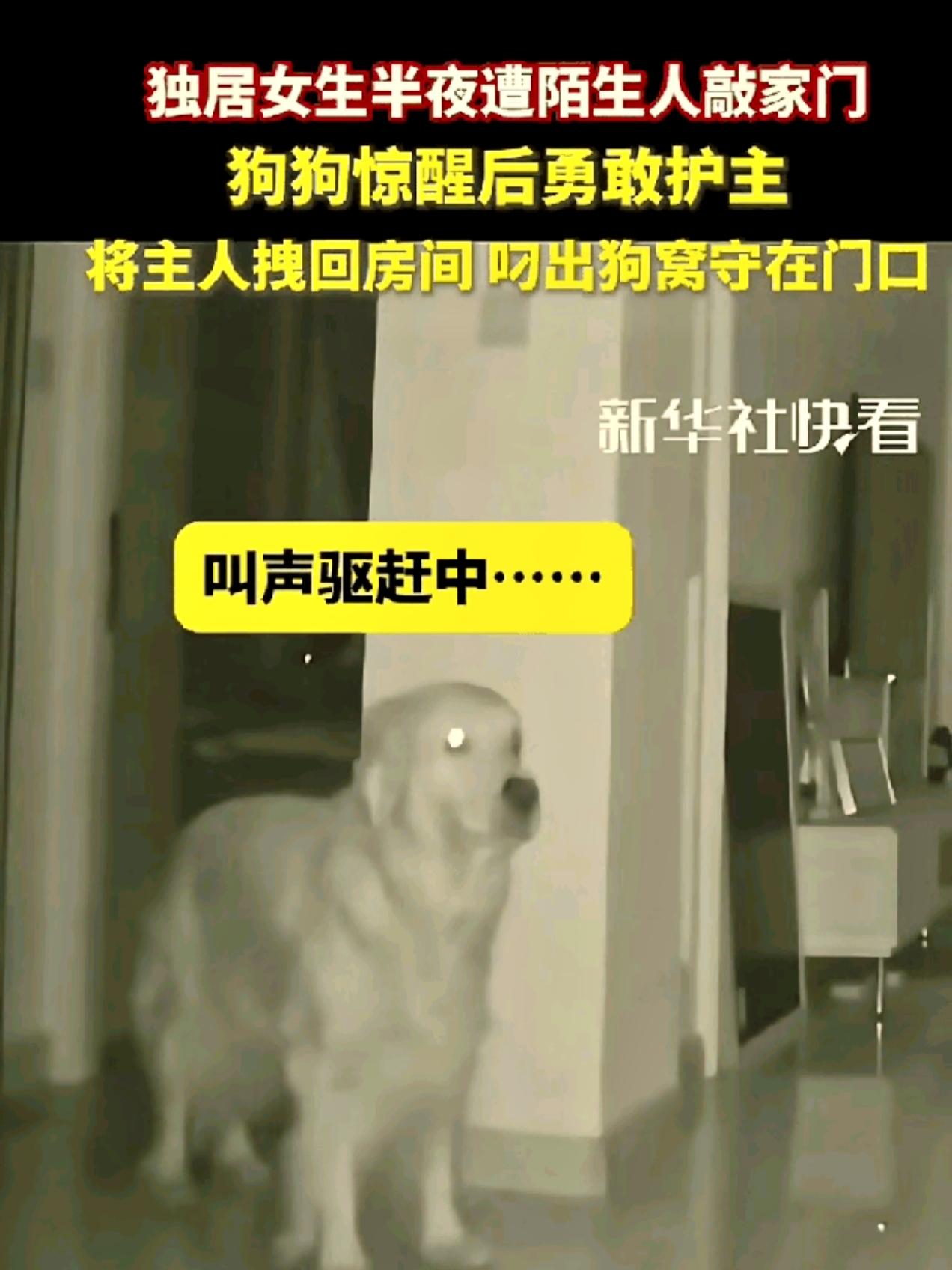 真有灵性，近日吉林一女子独自在家，突然有陌生人使劲的敲她的门，这时女子很害怕，但