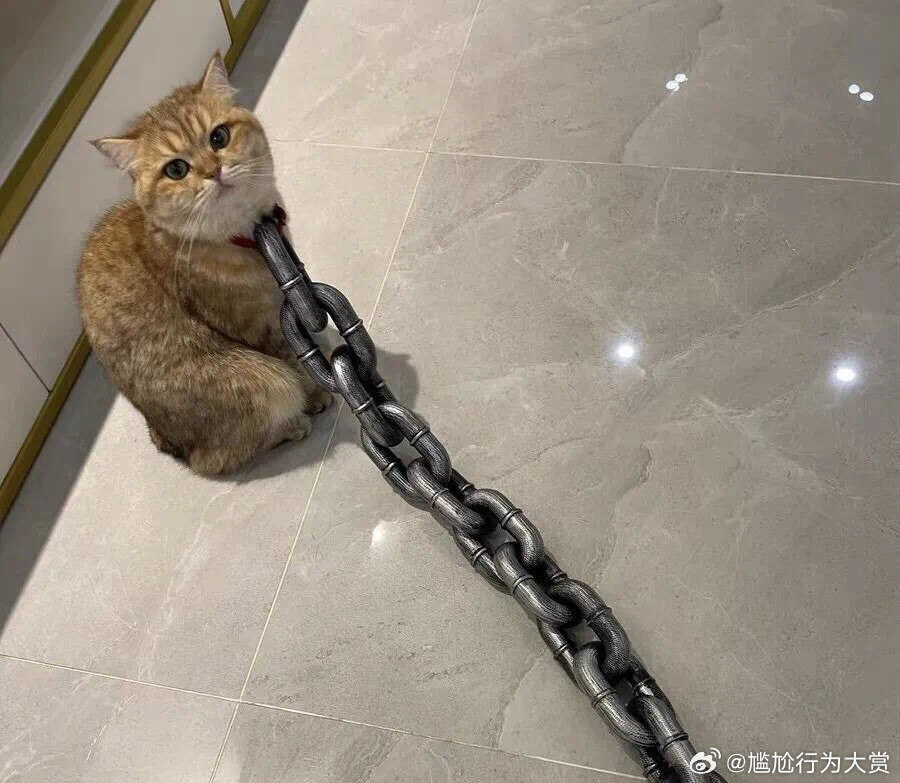 小猫是触犯天条了吗宠物卖萌中心​​​