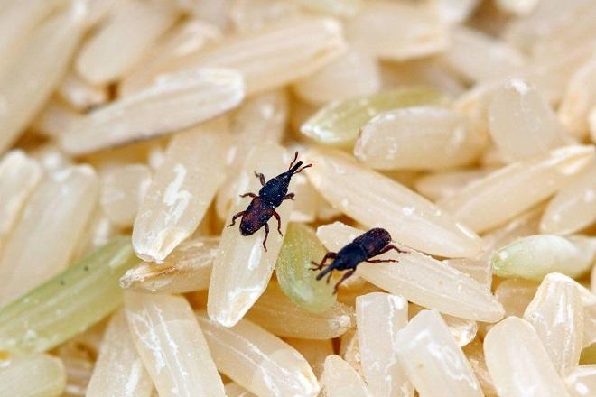 你们有没有发现，我们买回来的大米或面粉放久了，就会“凭空”生出一堆黑色的小甲壳虫