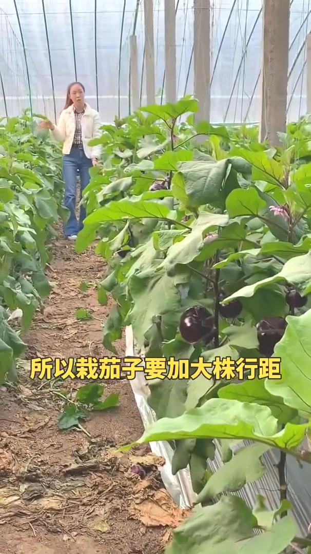 茄子栽阔，辣椒栽窝，您知道是什么意思吗？茄子的根系发达，分枝能力比较强，会长得
