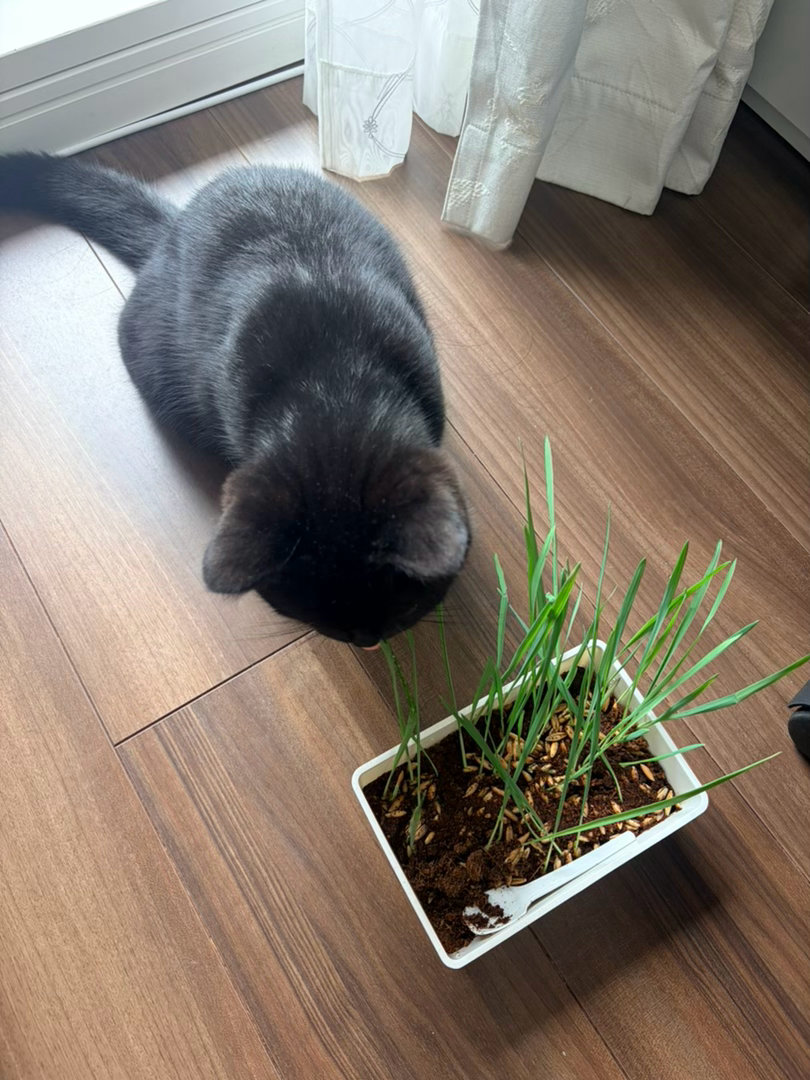 果然吃草是刻在基因里的一见到草就嘎巴嘎巴啃