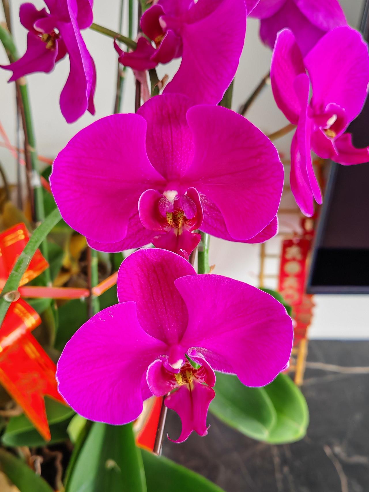 晒图笔记大赛春节买的一盆蝴蝶兰，共12支，当时紫色的花开满枝头，喜气洋洋，赏心悦