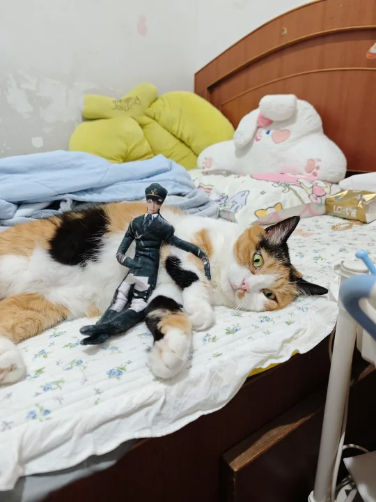 我妈说猫独自在家会孤独……
