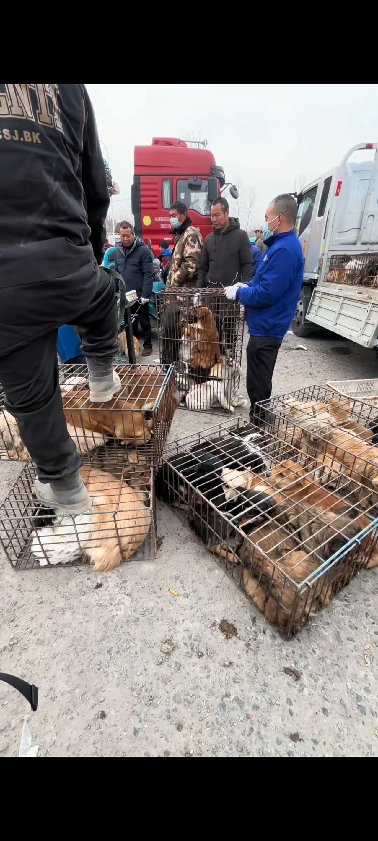 这段令无数爱狗人士寝食难安，难以入睡的视频画面，拍摄于今年3月份的一个早上，在河