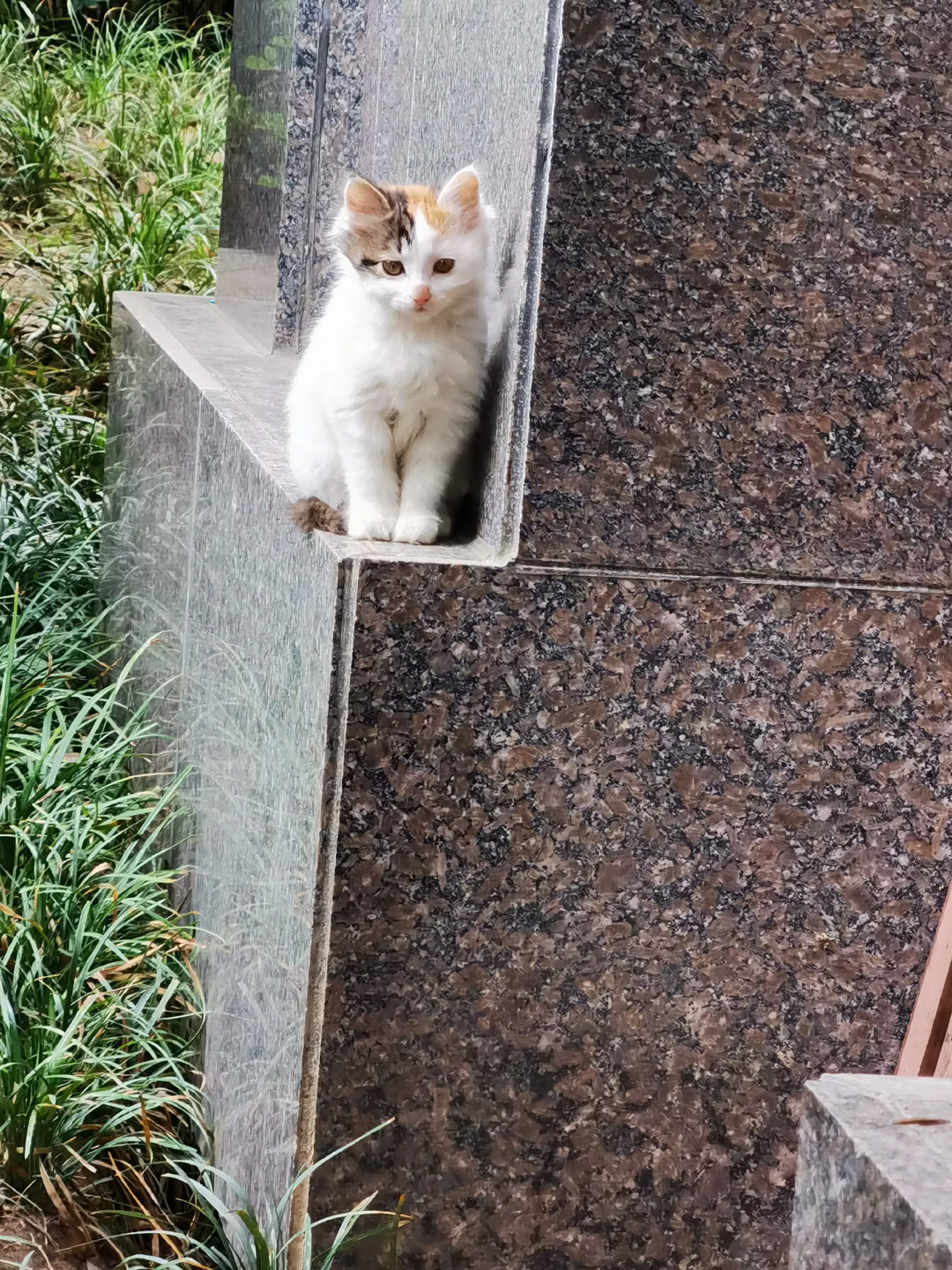 有钱人的小区，流浪猫都这么好看。有妈的毛孩子。谁还不是个宝宝。